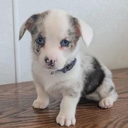 Willow  (Purple collar) - Blue merle and white female American Corgi puppy in Omaha, Arkansas from DnD Corgis
