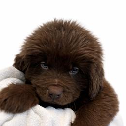 Sox black collar - Brown male Newfoundland puppy in Comstock Park, Michigan from Two Brown Dogs and a Pig