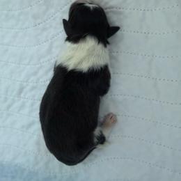 Tao - Black white and tan male Shetland Sheepdog puppy in Chandler, Arizona from Az K9 Companions