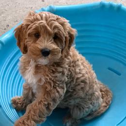 Rex - Apricot male Australian Labradoodle puppy in Orange, California from Little Kingdom Doodles