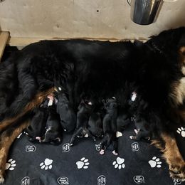 Bernese Mountain Dog puppies from Country Acres Berners