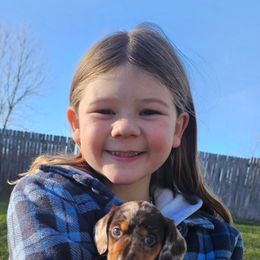 Girl 2 - Dapple female Dachshund puppy in Elk River, Minnesota from Darling Doxies