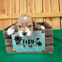 Zadkiel - Red and white male Cockapoo puppy in Holton, Indiana from MoonShine Babies