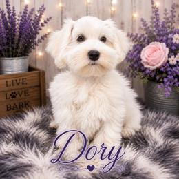 Dory - Wheaten female Miniature Schnauzer puppy in Sylvania, Georgia from Southern Sky Miniature Schnauzers