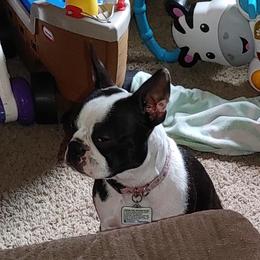Pixie - Boston Terrier