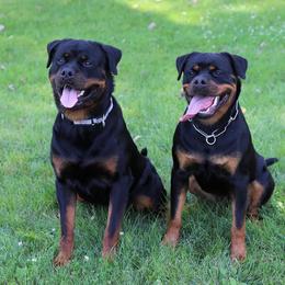 Rottweilers from KO Rotts