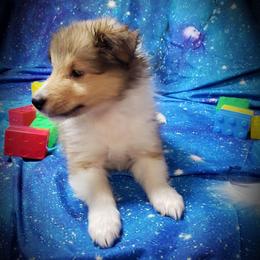 Prancer - Sable and white male Shetland Sheepdog puppy in Moore Haven, Florida from Sheri Harris's Shetland Sheepdogs