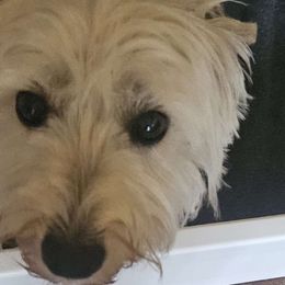 Juliet - West Highland White Terrier