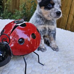 Australian Cattle Dog Puppies from North Woods ACD’s