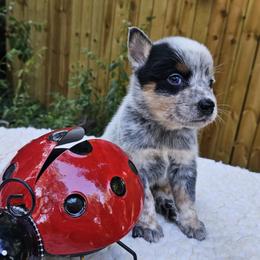 Australian Cattle Dog Puppies from North Woods ACD’s