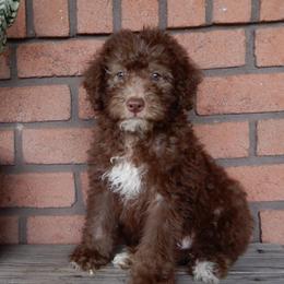 Duncan - Chocolate male Labradoodle puppy in Millersburg, Ohio from My Pals
