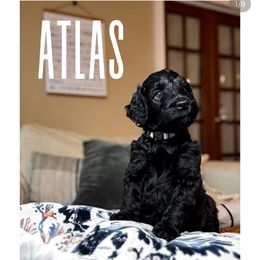 Golden Mountain Doodle Puppies from Carolina Golden Mountain Doodles