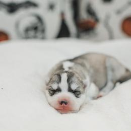 Allison - Gray and white female Siberian Husky puppy in Front Royal, Virginia from North River Siberians