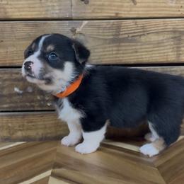 ORANGE girl - Black and tan female Pembroke Welsh Corgi puppy in Guilford, Indiana from Manning Family Farm