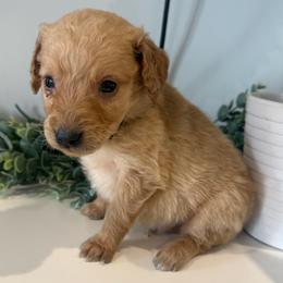 Teddy - Apricot male Goldendoodle puppy in Ambrose, Georgia from Brandilyn's Aussies