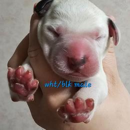 Blue - White and black male Dalmatian puppy in Conrath, Wisconsin from JSF Dalmatians LLC