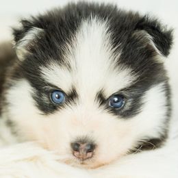 Pomsky Puppies from Kaelel Kennels