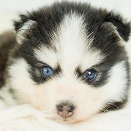 Pomsky Puppies from Kaelel Kennels