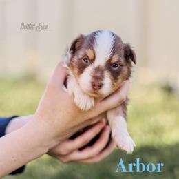 Arbor - Red tri-color male Miniature American Shepherd puppy in Herriman, Utah from Painted Blue Aussies