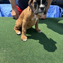 Dark purple - Fawn female Boxer puppy in Newark, Ohio from S & B Boxers