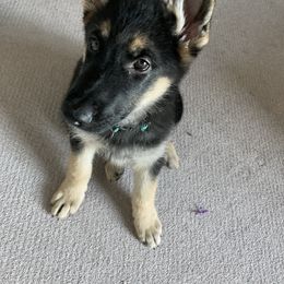 German Shepherd Puppies from German Shepherds