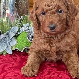 Boy 3 - Red  Poodle puppy in Elizabeth, Colorado from Colorado Fields