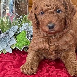 Boy 3 - Red  Poodle puppy in Elizabeth, Colorado from Colorado Fields
