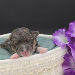 Quiver(Brookie) - Blue female Pembroke Welsh Corgi puppy in Dickeyville, Wisconsin from J&R Shepherds & Corgis