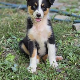 Girl 2 - Black tri-color female Australian Shepherd puppy in Keyser, West Virginia from Heartfelt Hollow Farm