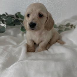 Sunday - Cream female Dachshund puppy in San Diego, California from Enchanted little dachshunds