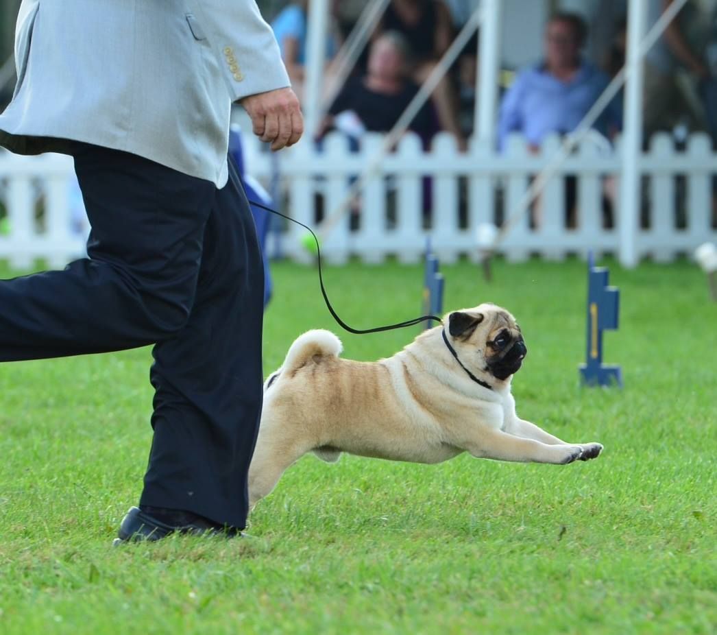 Pug fulvo correndo na guia