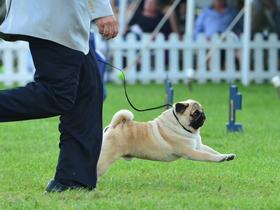 Pug puppy outdoors