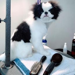Cipher - Black and white male Japanese Chin puppy in Snohomish, Washington from Musashi Japanese Chin