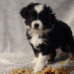 ORANGE - Black Miniature Australian Shepherd puppy in Omak, Washington from Willow Flats Kennels