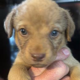 Orange Collar boy - Sedge male Chesapeake Bay Retriever puppy in Las Vegas, Nevada from Birdsview Chesapeake Kennel