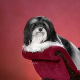 Havanese All Grown Up from Ivy Hills Havanese