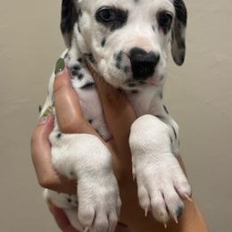 Daisy - White and black female Dalmatian puppy in Lehigh Acres, Florida from PupsMansion