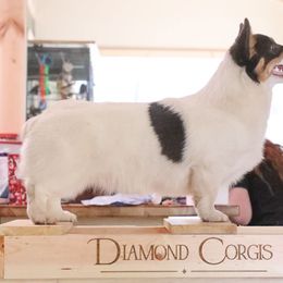 Vega - Pembroke Welsh Corgi