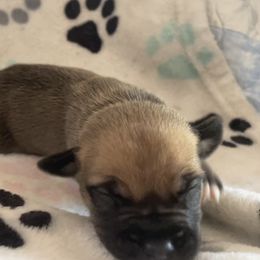 Girl 3 - Red female Boerboel puppy in Mansfield, Texas from Dynasty Blue Ridge Boerboel