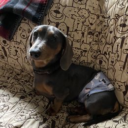 Smokey - Dachshund