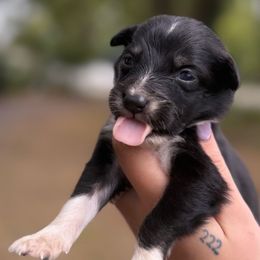 Nira - Black & white female Australian Shepherd puppy in Orlando, Florida from Skaky Shepherds
