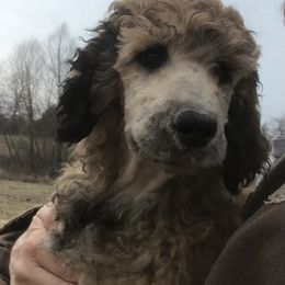 Poodle Puppies from Joy’s Logan Creek Poodles