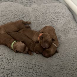 Cockapoo Puppies from Martin's Cockapoos