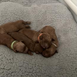 Cockapoo Puppies from Martin's Cockapoos