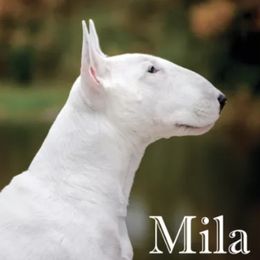 GCH Old England's NotSo Basic Biotch, ROM - Bull Terrier