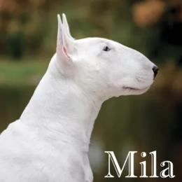 GCH Old England's NotSo Basic Biotch, ROM - Bull Terrier