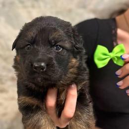 Idol - Black and red male German Shepherd puppy in Canton, Texas from WILDWOOD GERMAN SHEPHERDS