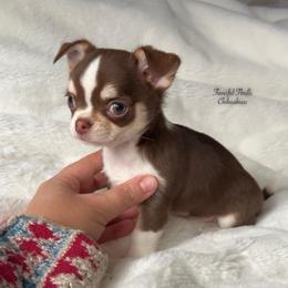 Capone - Chocolate and tan male Chihuahua puppy in Michigan from Fanciful Thrills Kennel