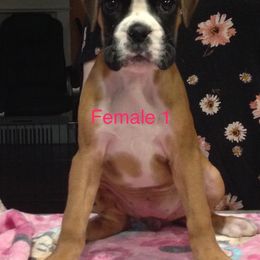 Boxer Puppies from Aleman Boxers
