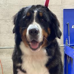 Everest - Bernese Mountain Dog